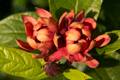 Calycanthus floridus IMG_0703_1 Kielichowiec wonny
